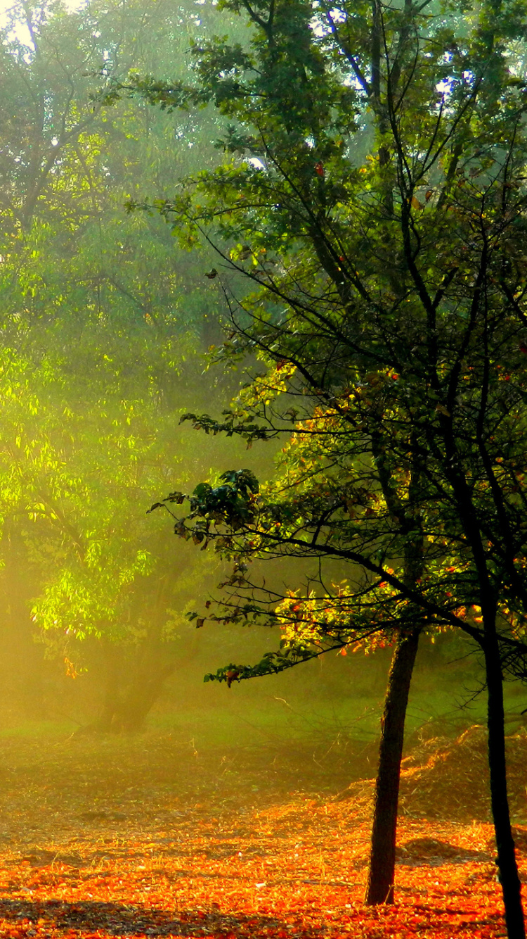 Tagsüber Grüne Bäume Auf Brauner Wiese Grass. Wallpaper in 750x1334 Resolution