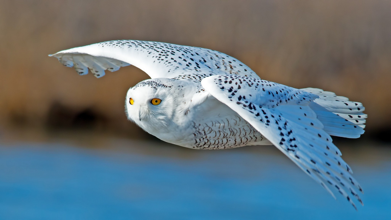 Hibou Blanc et Noir Volant. Wallpaper in 1366x768 Resolution