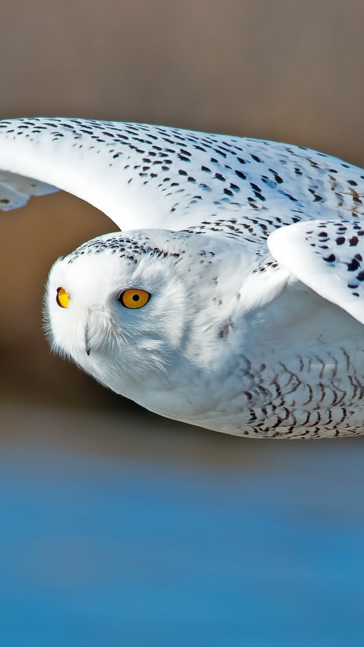 Hibou Blanc et Noir Volant. Wallpaper in 720x1280 Resolution