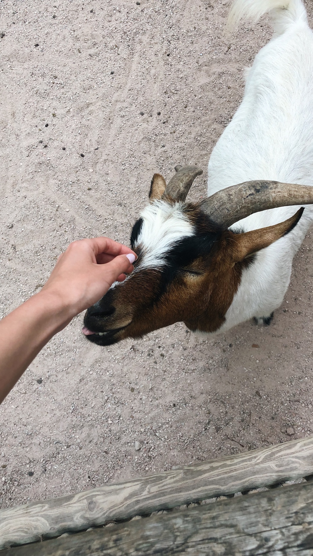 Chèvre, Pour Les Animaux Terrestres, Corne, Fourrure, Chèvre Antilope. Wallpaper in 1080x1920 Resolution