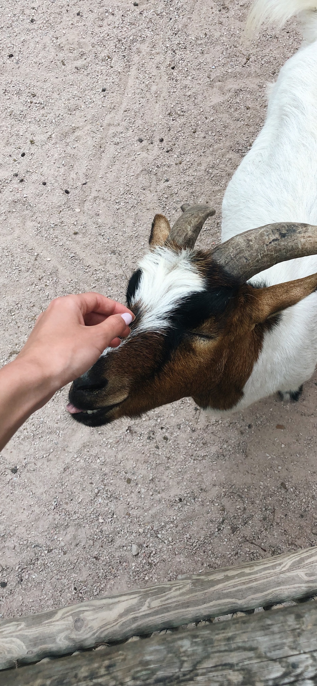Chèvre, Pour Les Animaux Terrestres, Corne, Fourrure, Chèvre Antilope. Wallpaper in 1242x2688 Resolution