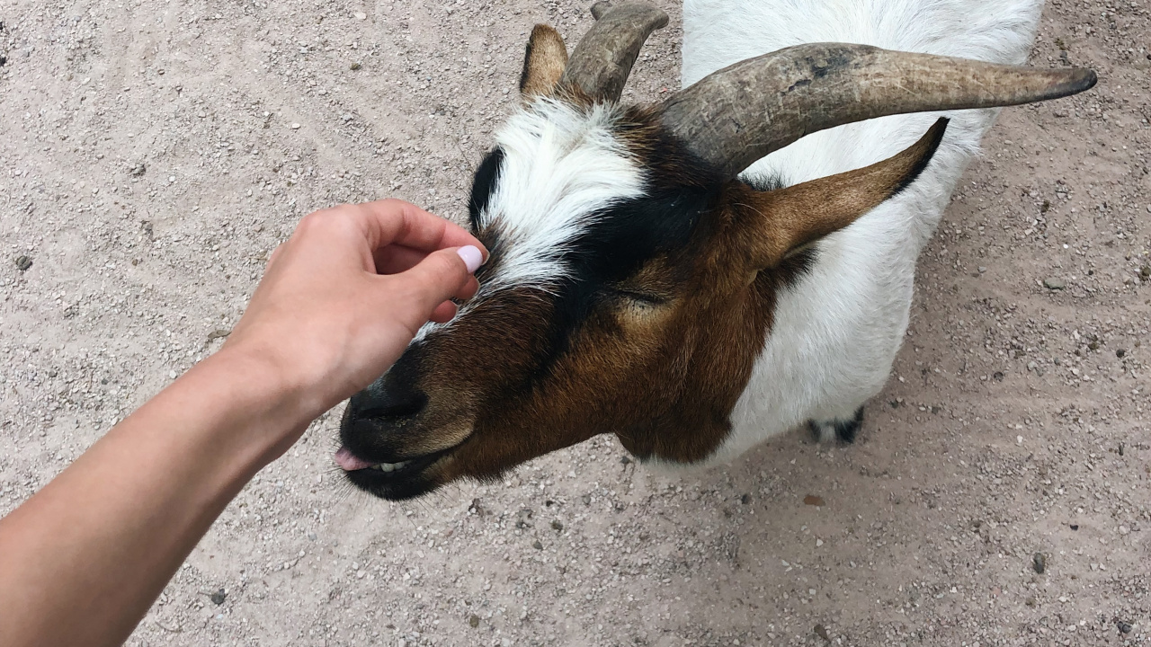 Goat, Goats, Snout, Terrestrial Animal, Livestock. Wallpaper in 1280x720 Resolution