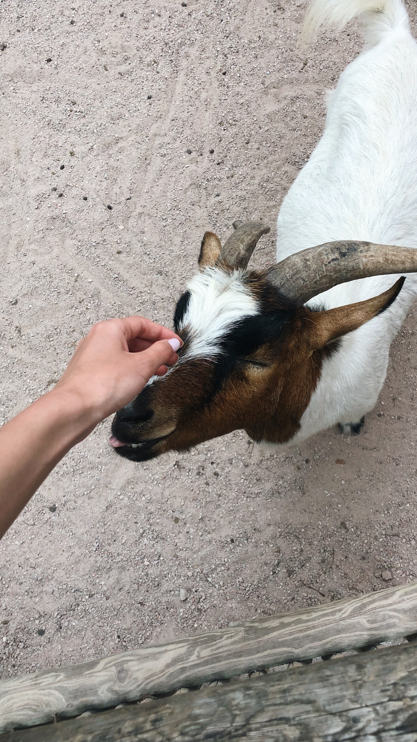 Goat, Goats, Snout, Terrestrial Animal, Livestock. Wallpaper in 1440x2560 Resolution