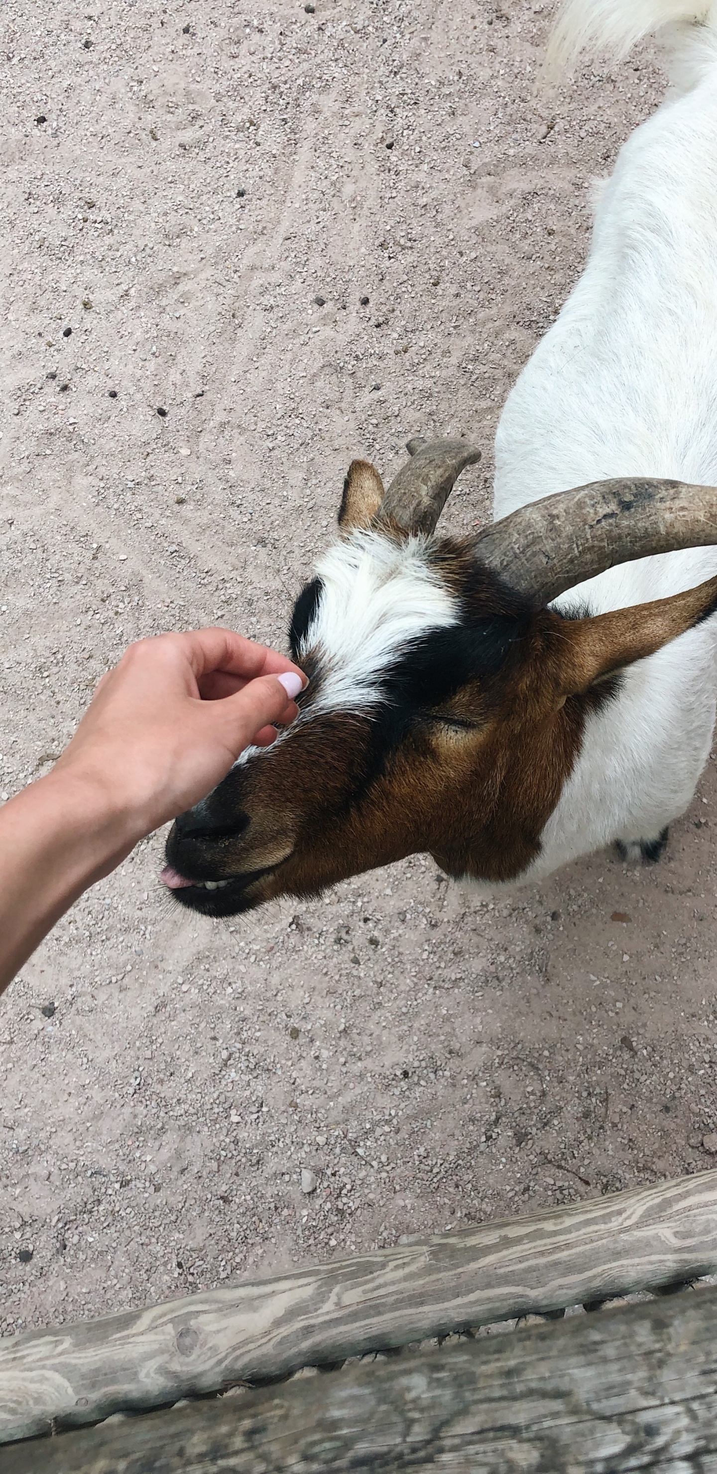 Goat, Goats, Snout, Terrestrial Animal, Livestock. Wallpaper in 1440x2960 Resolution