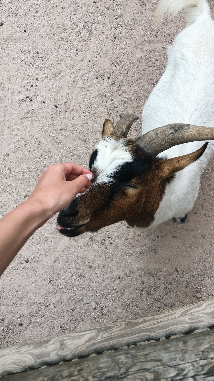 Goat, Goats, Snout, Terrestrial Animal, Livestock. Wallpaper in 750x1334 Resolution
