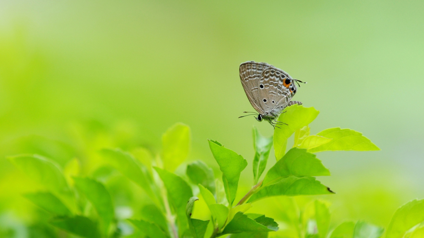 White and Black Butterfly Perched on Green Plant Stem. Wallpaper in 1366x768 Resolution