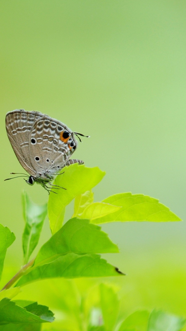 White and Black Butterfly Perched on Green Plant Stem. Wallpaper in 750x1334 Resolution