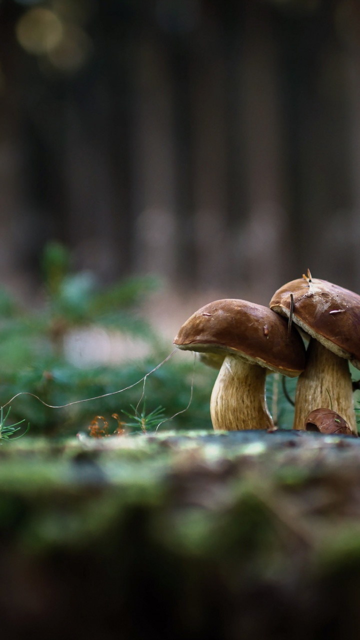 Champignon Brun Sur L'herbe Verte Pendant la Journée. Wallpaper in 720x1280 Resolution