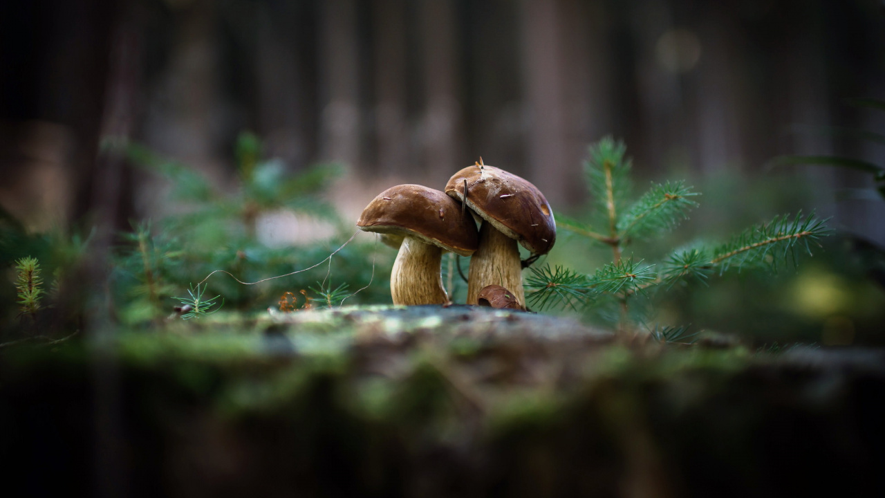 Tagsüber Brauner Pilz Auf Grünem Gras. Wallpaper in 1280x720 Resolution