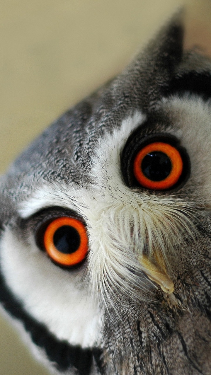 Hibou Noir et Blanc en Photographie Rapprochée. Wallpaper in 720x1280 Resolution