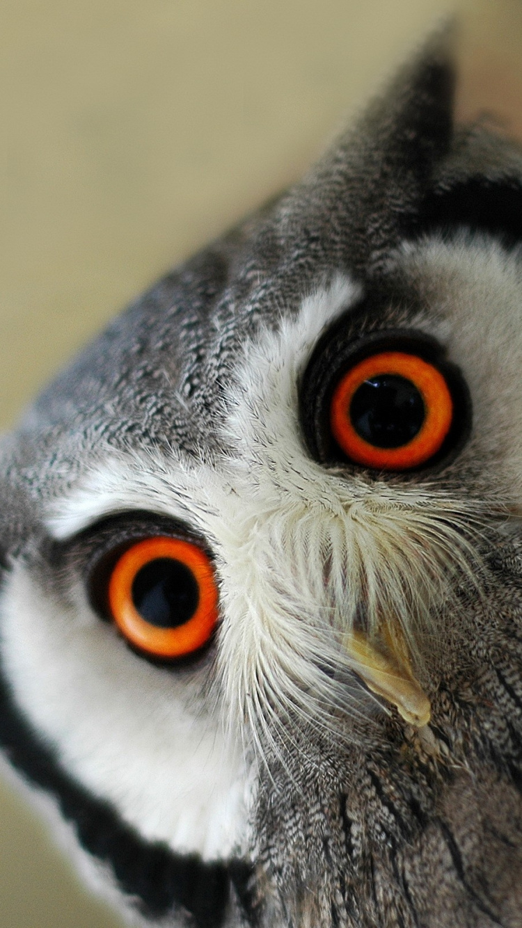 Hibou Noir et Blanc en Photographie Rapprochée. Wallpaper in 750x1334 Resolution