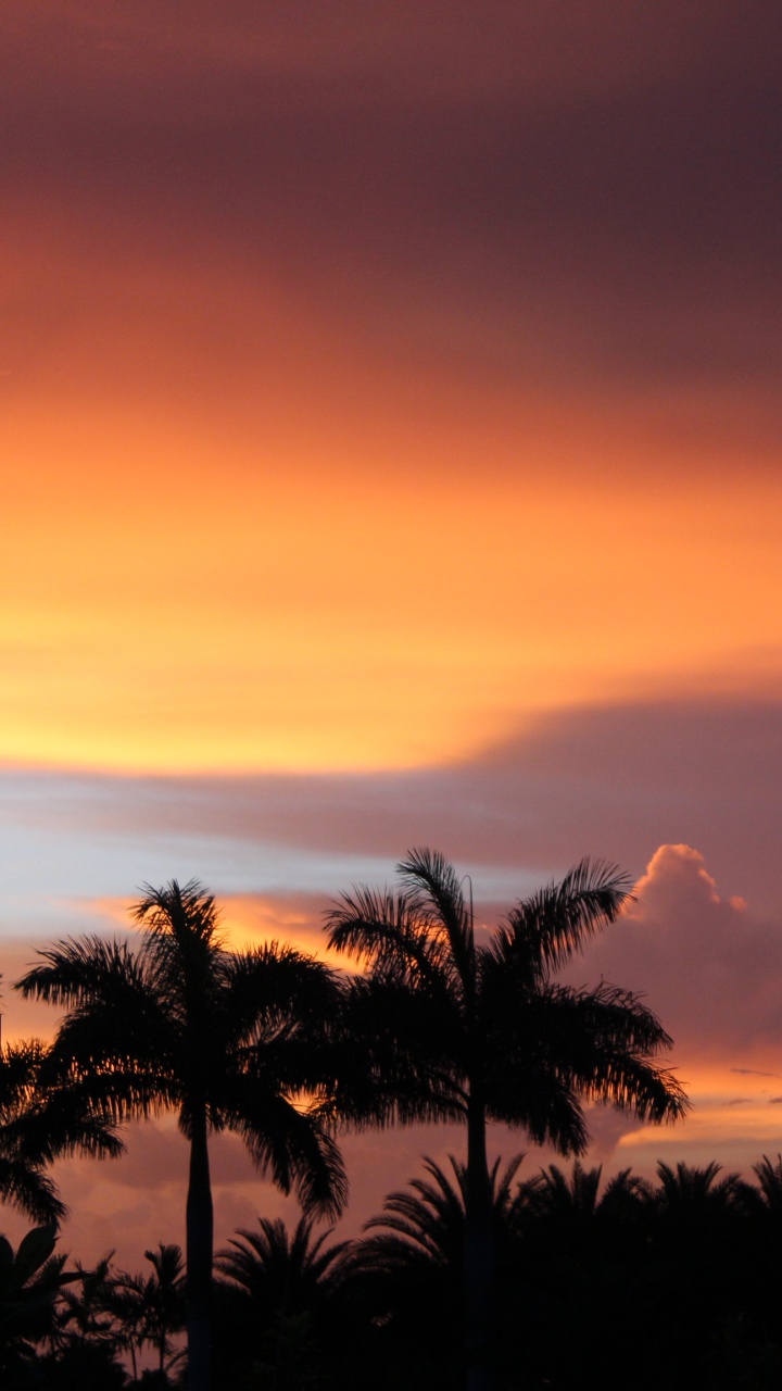 Sonnenuntergang, Natur, Afterglow, Sonnenaufgang, Baum. Wallpaper in 720x1280 Resolution