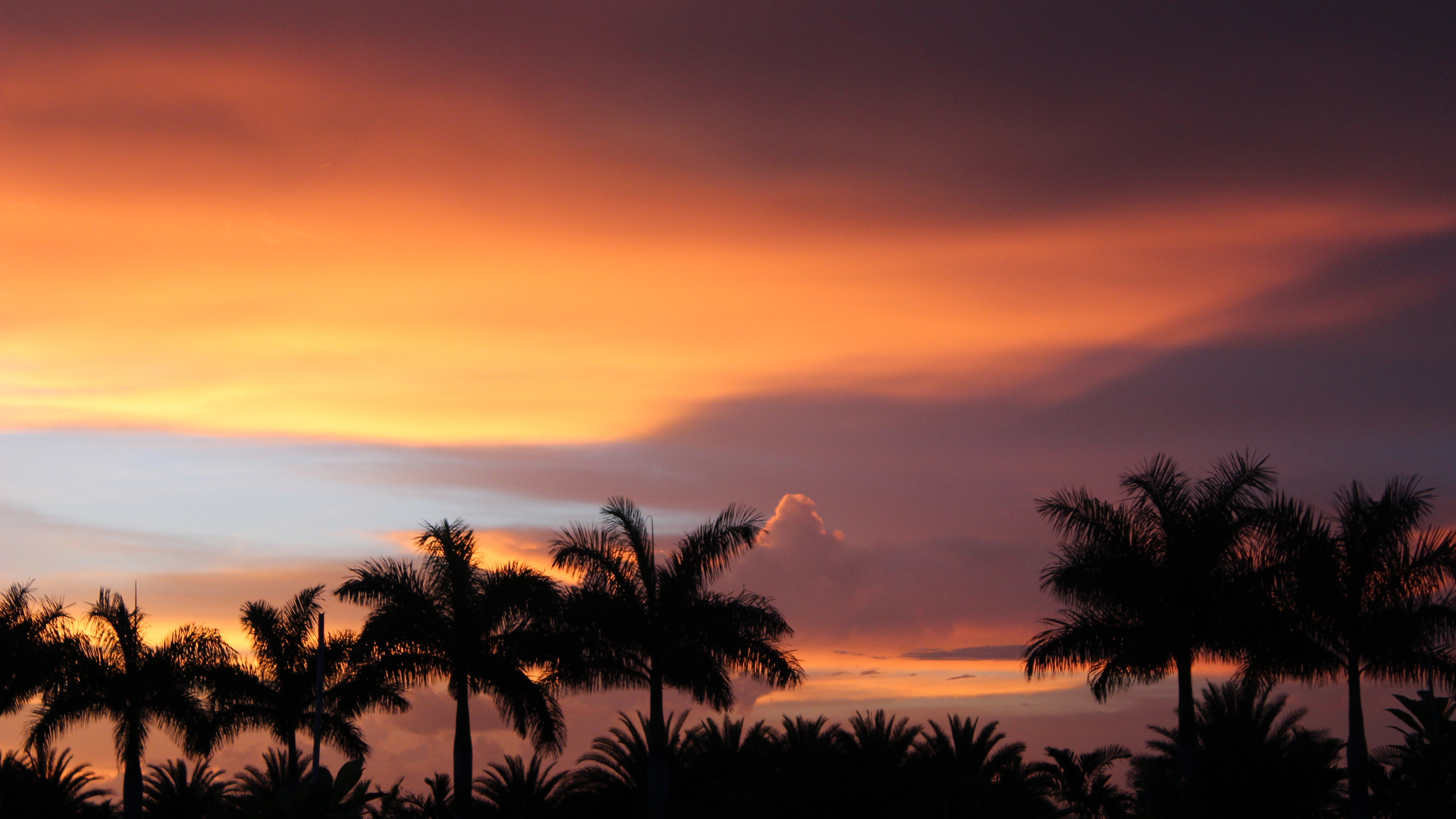 Puesta, Naturaleza, Afterglow, Noche, Palmera. Wallpaper in 2560x1440 Resolution