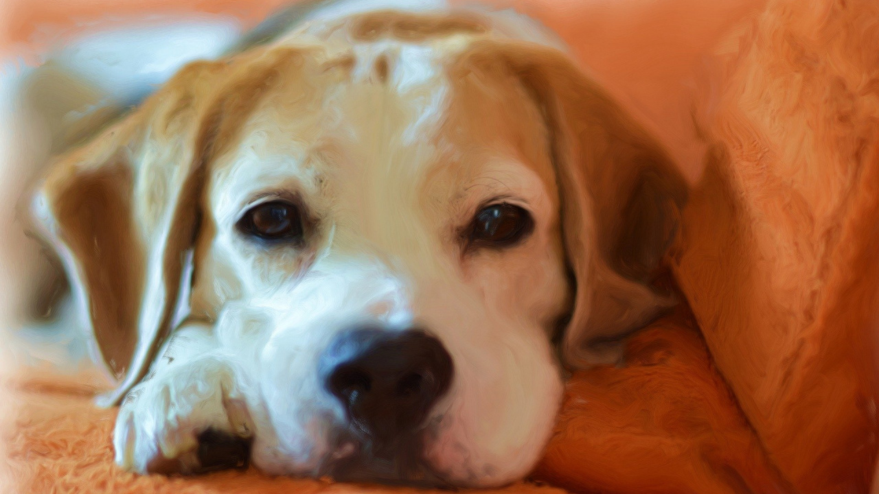 Braun-weißer, Kurzhaariger Hund. Wallpaper in 1280x720 Resolution