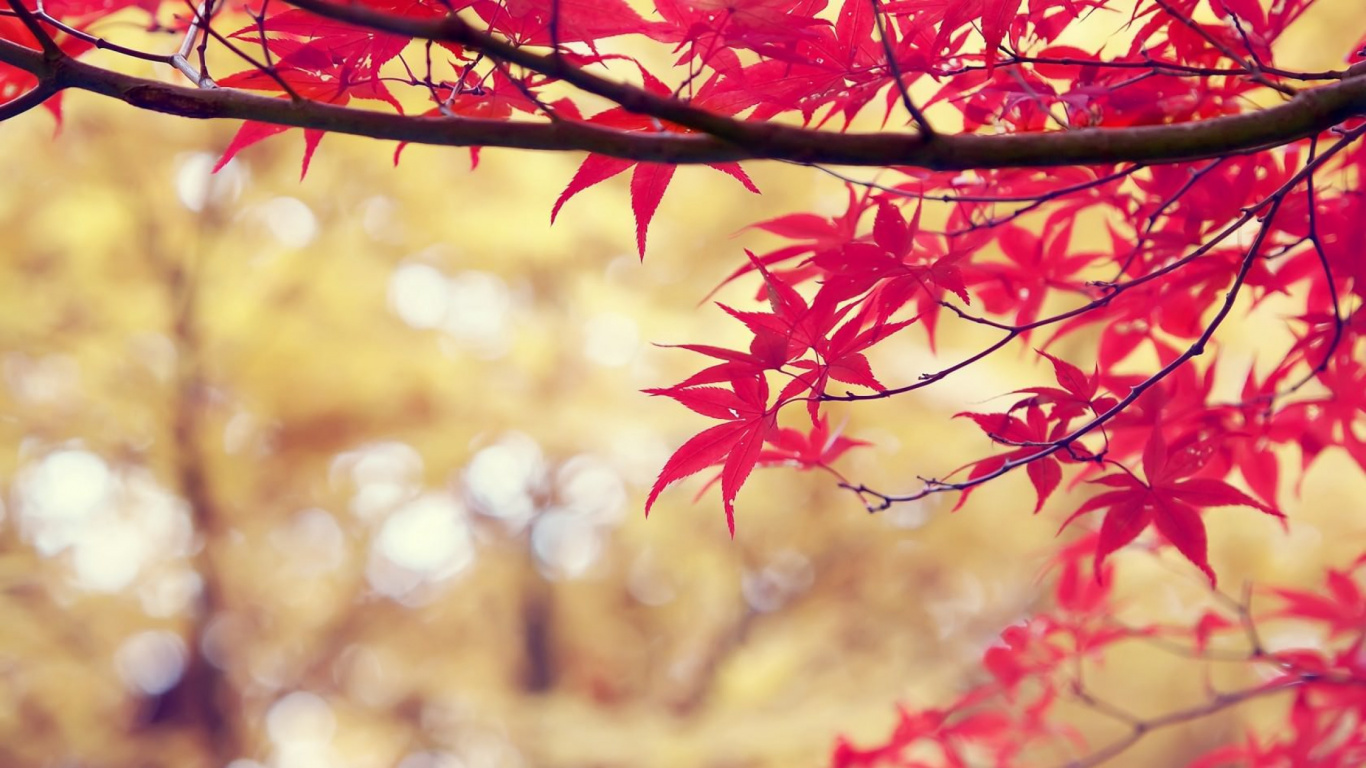Red Maple Leaves in Tilt Shift Lens. Wallpaper in 1366x768 Resolution