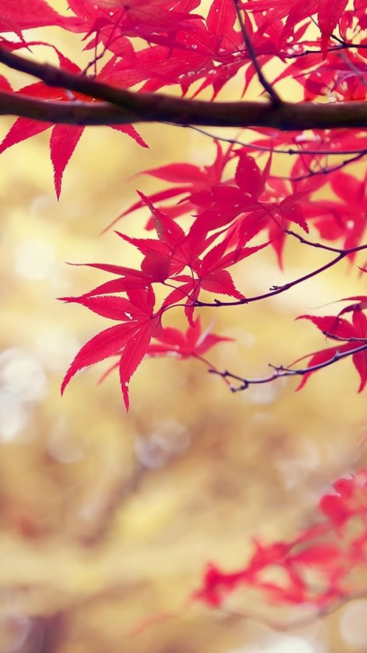 Feuilles D'érable Rouge Dans L'objectif à Basculement. Wallpaper in 720x1280 Resolution