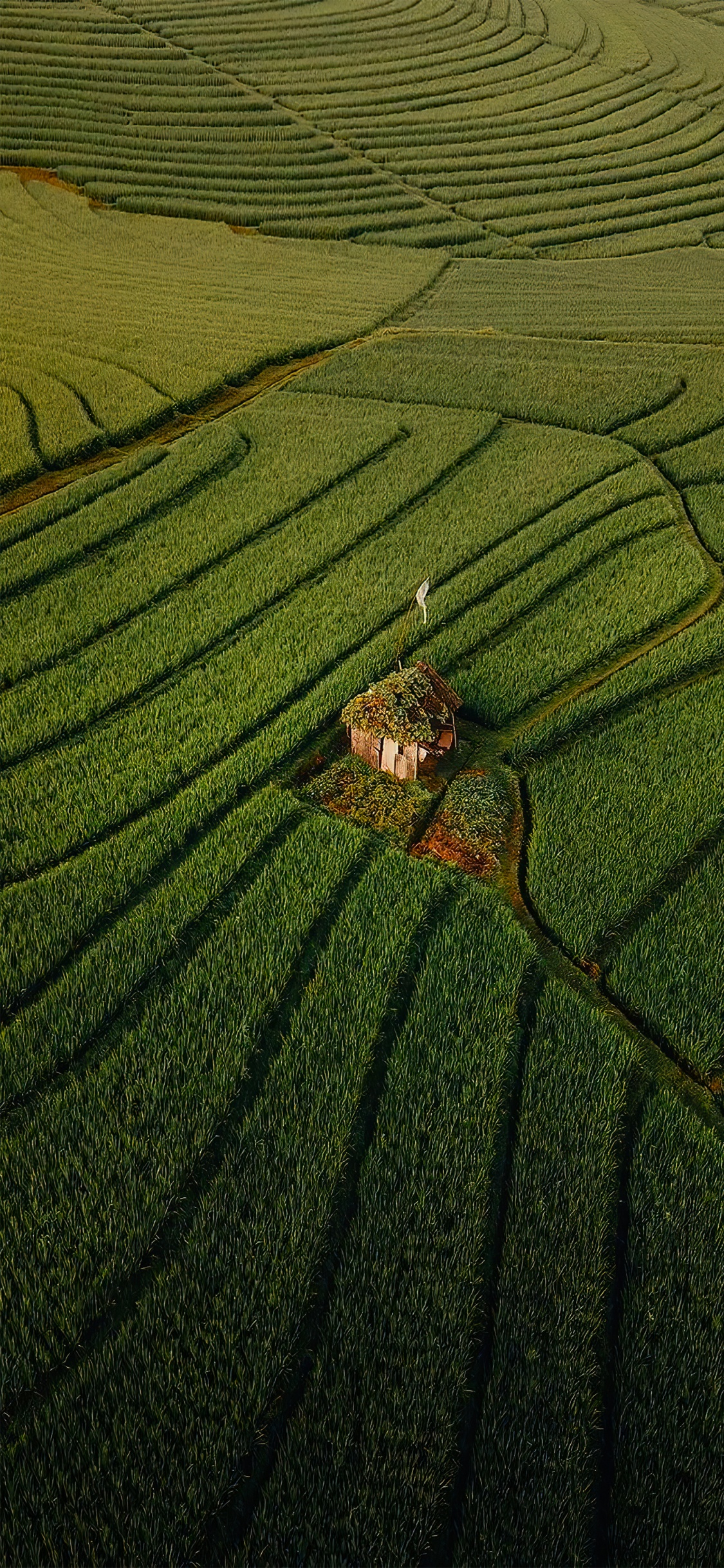 La Gente en la Naturaleza, Sueños me Encanta Viajar, Viaje, Agricultura, Planta Terrestre. Wallpaper in 1125x2436 Resolution