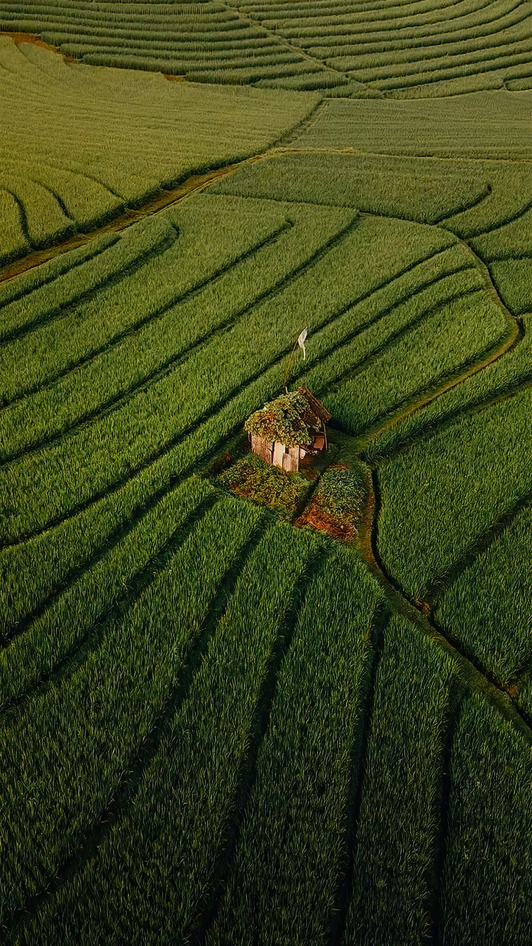 People in Nature, Sogni Amo Viaggi, Travel, Agriculture, Terrestrial Plant. Wallpaper in 1080x1920 Resolution