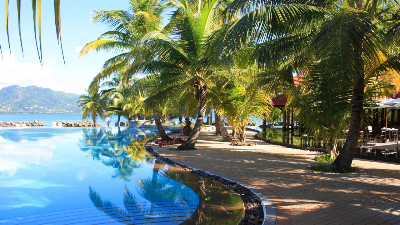 Palm Trees Near Swimming Pool During Daytime. Wallpaper in 1280x720 Resolution
