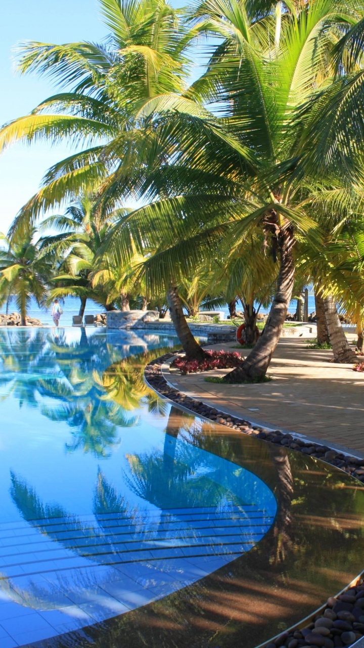 Palm Trees Near Swimming Pool During Daytime. Wallpaper in 720x1280 Resolution