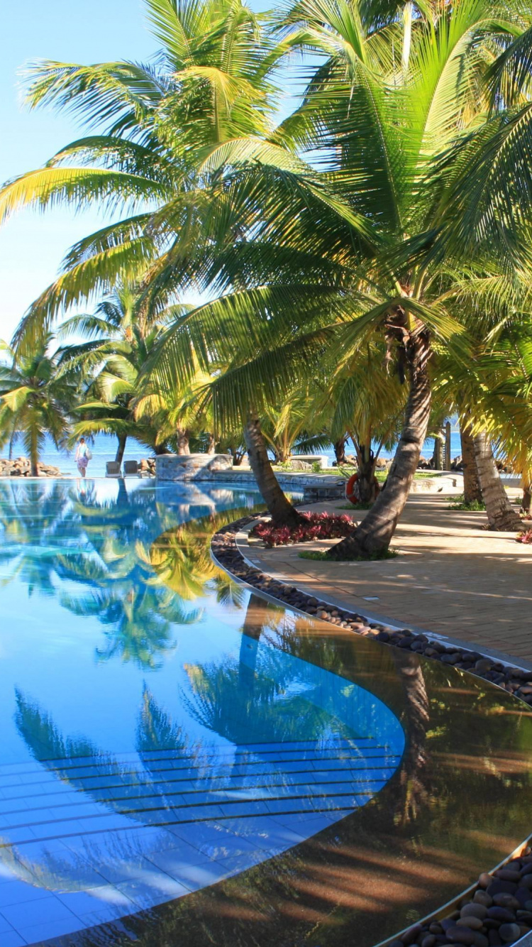 Palm Trees Near Swimming Pool During Daytime. Wallpaper in 750x1334 Resolution