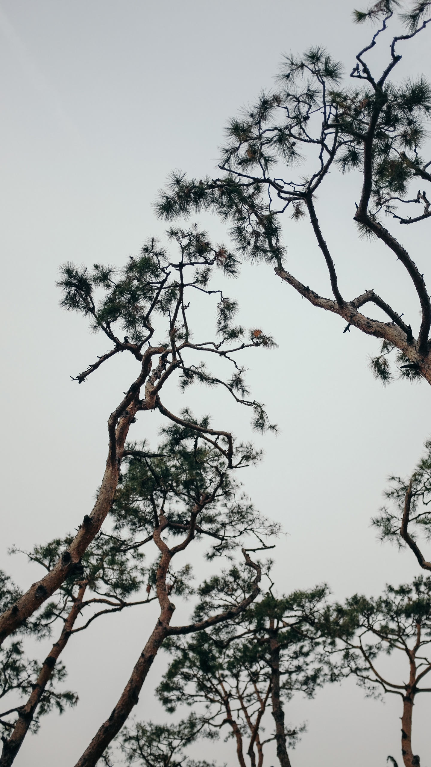 Branch, Frühjahr, Stamm, Himmel, Pflanzen. Wallpaper in 1440x2560 Resolution