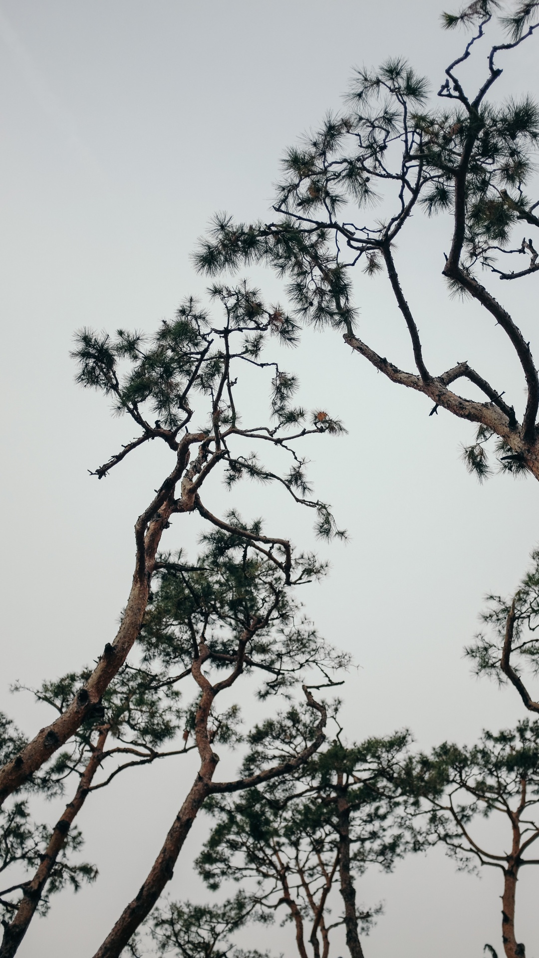 Plant, Branch, Spring, Trunk, Pine. Wallpaper in 1080x1920 Resolution