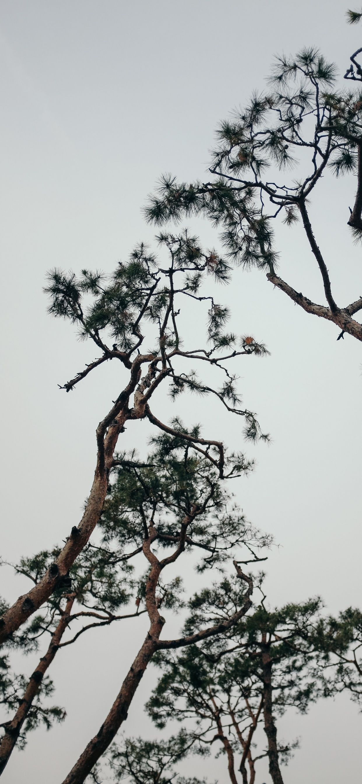 Plant, Branch, Spring, Trunk, Pine. Wallpaper in 1242x2688 Resolution