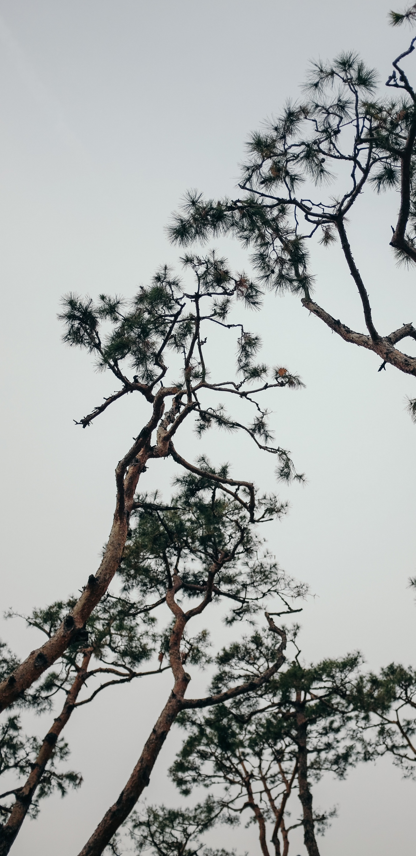 Plant, Branch, Spring, Trunk, Pine. Wallpaper in 1440x2960 Resolution