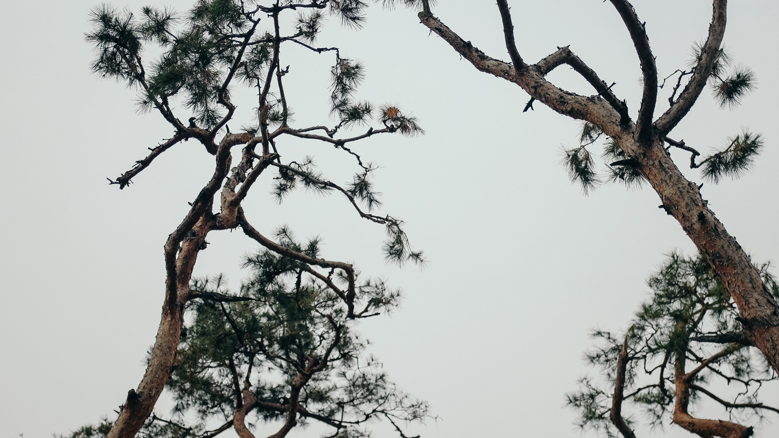 Plant, Branch, Spring, Trunk, Pine. Wallpaper in 2560x1440 Resolution