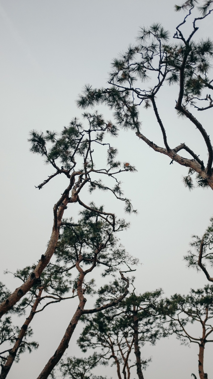 Plant, Branch, Spring, Trunk, Pine. Wallpaper in 720x1280 Resolution