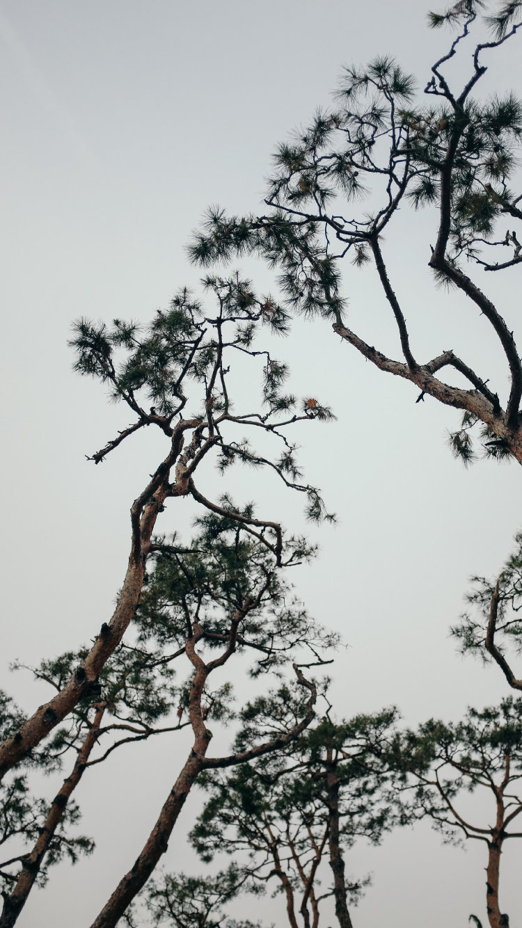 Plant, Branch, Spring, Trunk, Pine. Wallpaper in 750x1334 Resolution