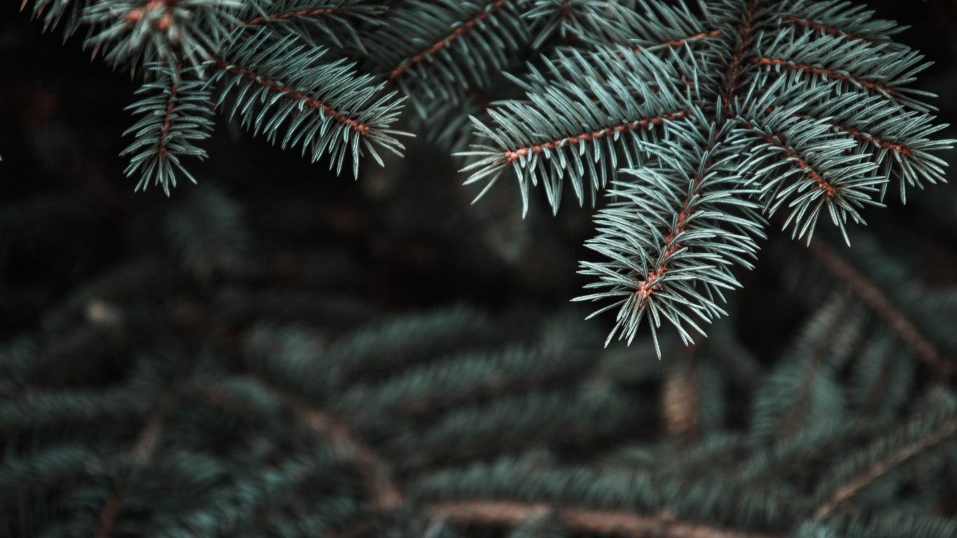 Pine, Tree, Balsam Fir, Spruce, Branch. Wallpaper in 1366x768 Resolution