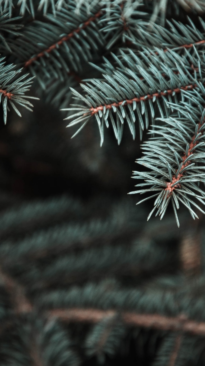 Pine, Tree, Balsam Fir, Spruce, Branch. Wallpaper in 720x1280 Resolution