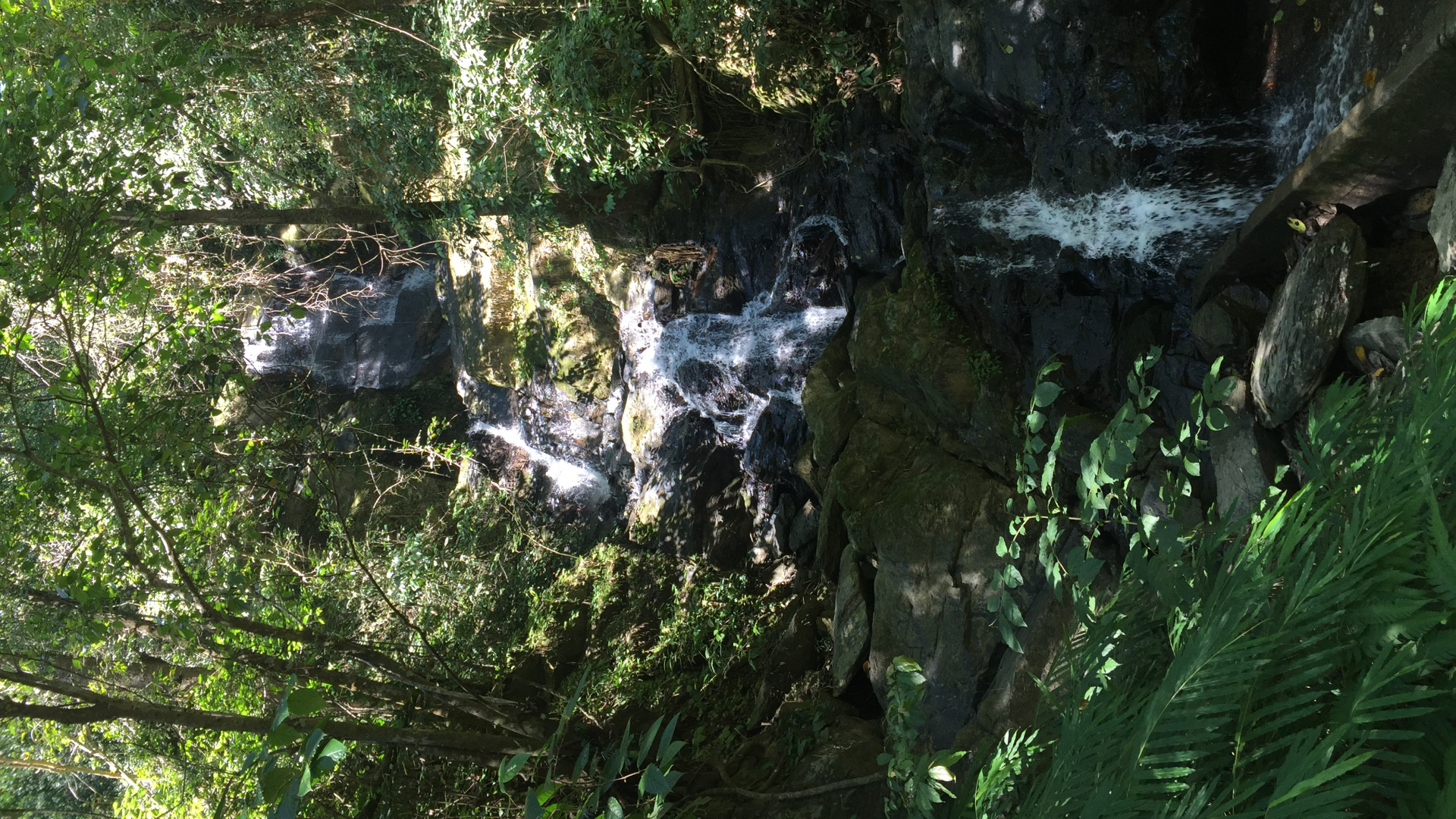 Nature Reserve, Water, Biome, Old Growth Forest, Watercourse. Wallpaper in 1920x1080 Resolution