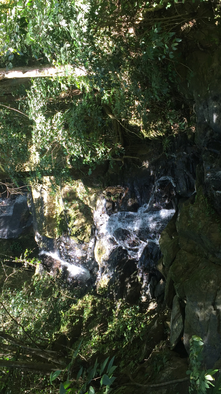 Nature Reserve, Water, Biome, Old Growth Forest, Watercourse. Wallpaper in 750x1334 Resolution