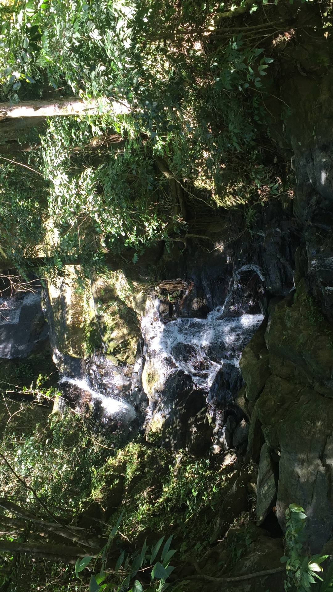 Naturschutzgebiet, Wasser, Biome, Den Alten Wald, Wasserlauf. Wallpaper in 1080x1920 Resolution