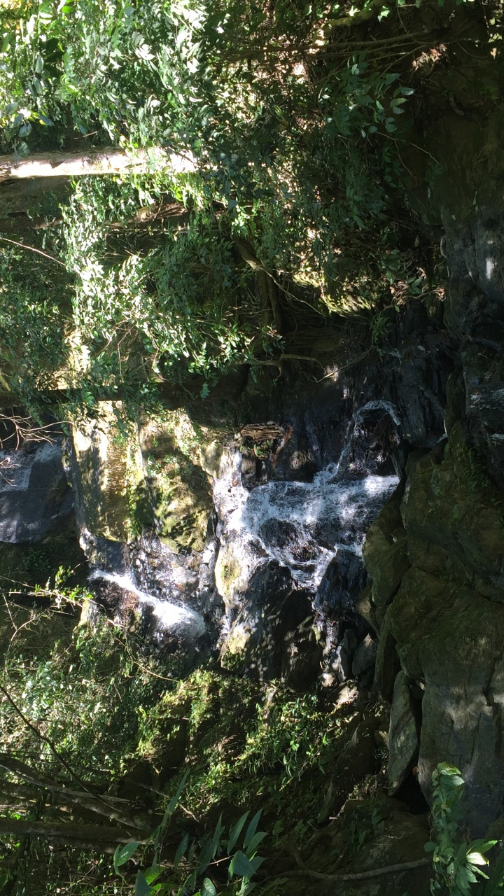 Naturschutzgebiet, Wasser, Biome, Den Alten Wald, Wasserlauf. Wallpaper in 720x1280 Resolution