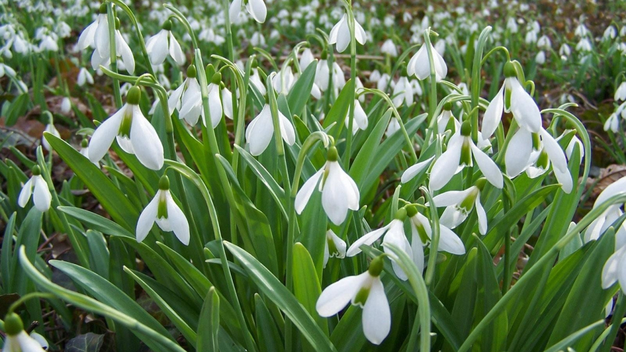 White Flowers With Green Leaves. Wallpaper in 1280x720 Resolution
