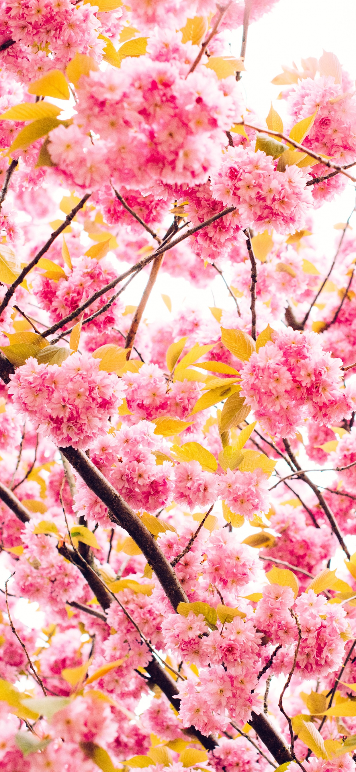 Kirschblüte, Baum, Frühjahr, Pink, Branch. Wallpaper in 1242x2688 Resolution
