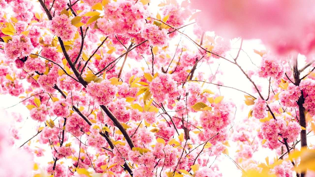 Kirschblüte, Baum, Frühjahr, Pink, Branch. Wallpaper in 1280x720 Resolution