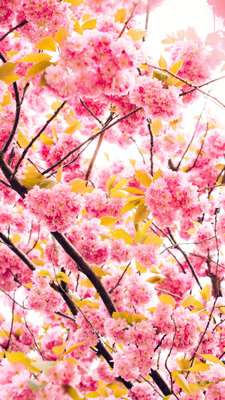 Kirschblüte, Baum, Frühjahr, Pink, Branch. Wallpaper in 750x1334 Resolution