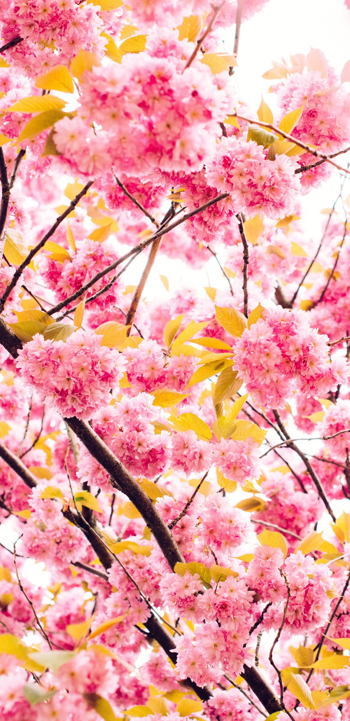 Cerezo, Primavera, Rosa, Sucursal, Pétalo. Wallpaper in 1440x2960 Resolution