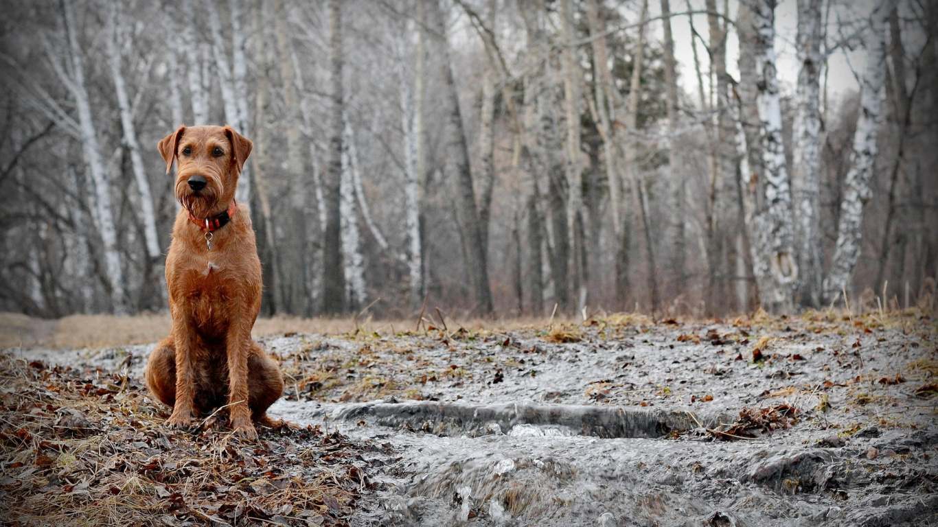 Brown Short Coated Dog on Snow Covered Ground. Wallpaper in 1366x768 Resolution