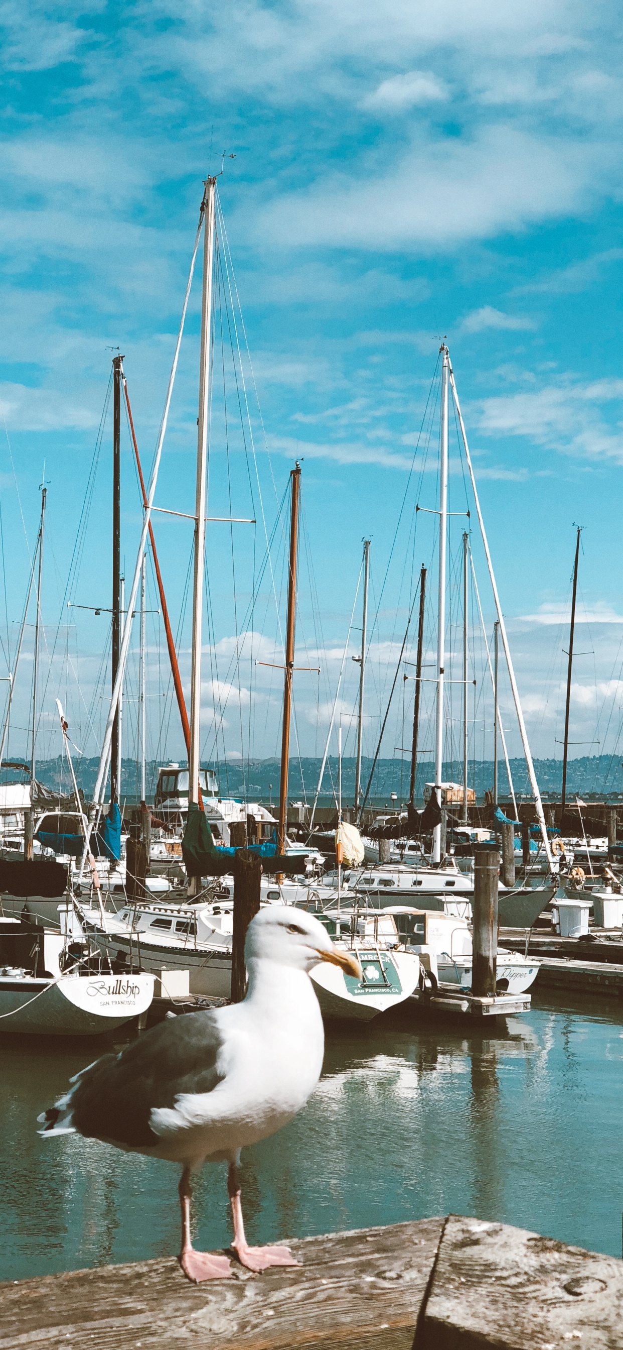 Marina, Bateau, Corps de L'eau, Eau, Fluide. Wallpaper in 1242x2688 Resolution