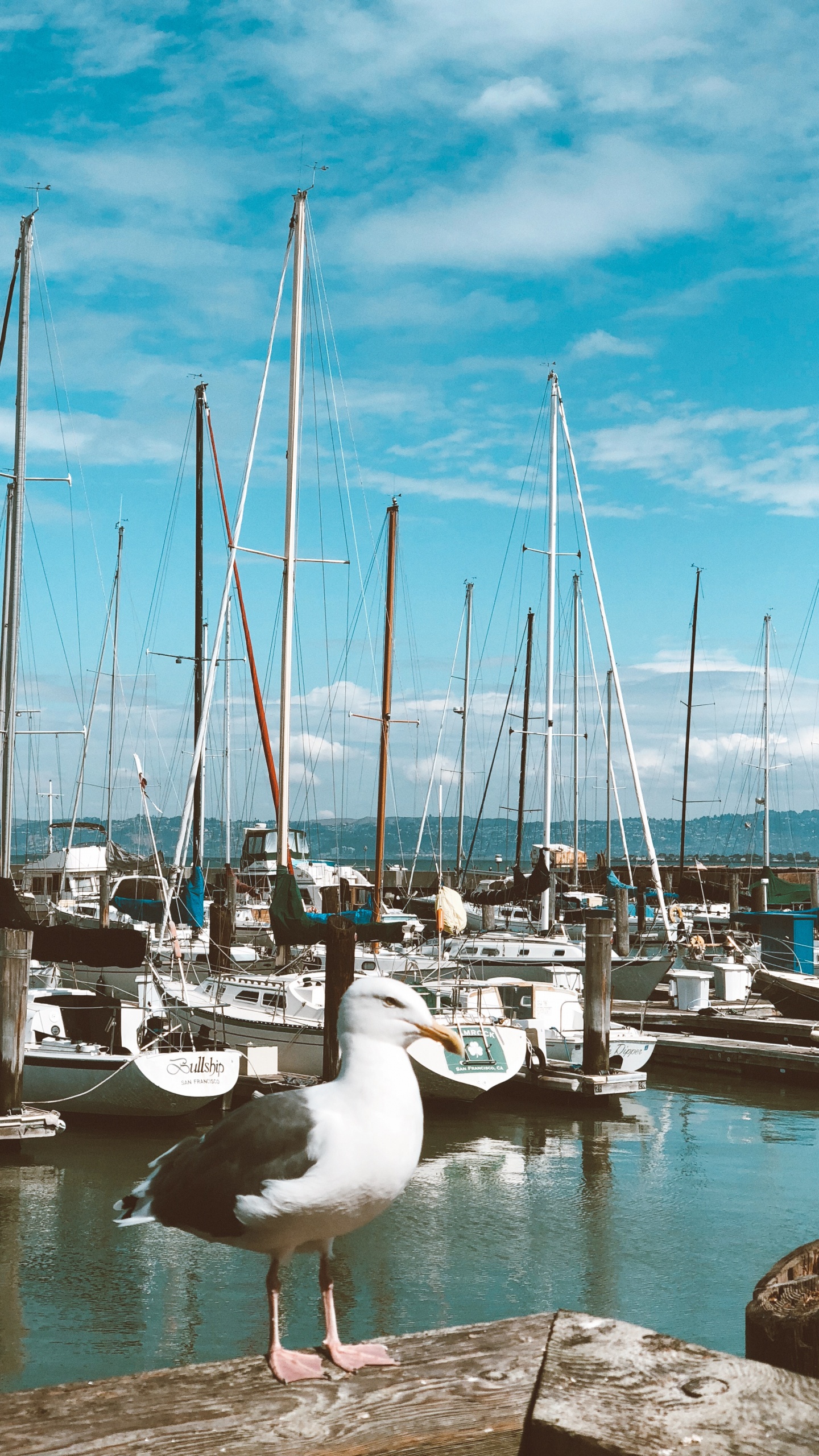 Marina, Sailboat, Birds, Boat, Body of Water. Wallpaper in 1440x2560 Resolution