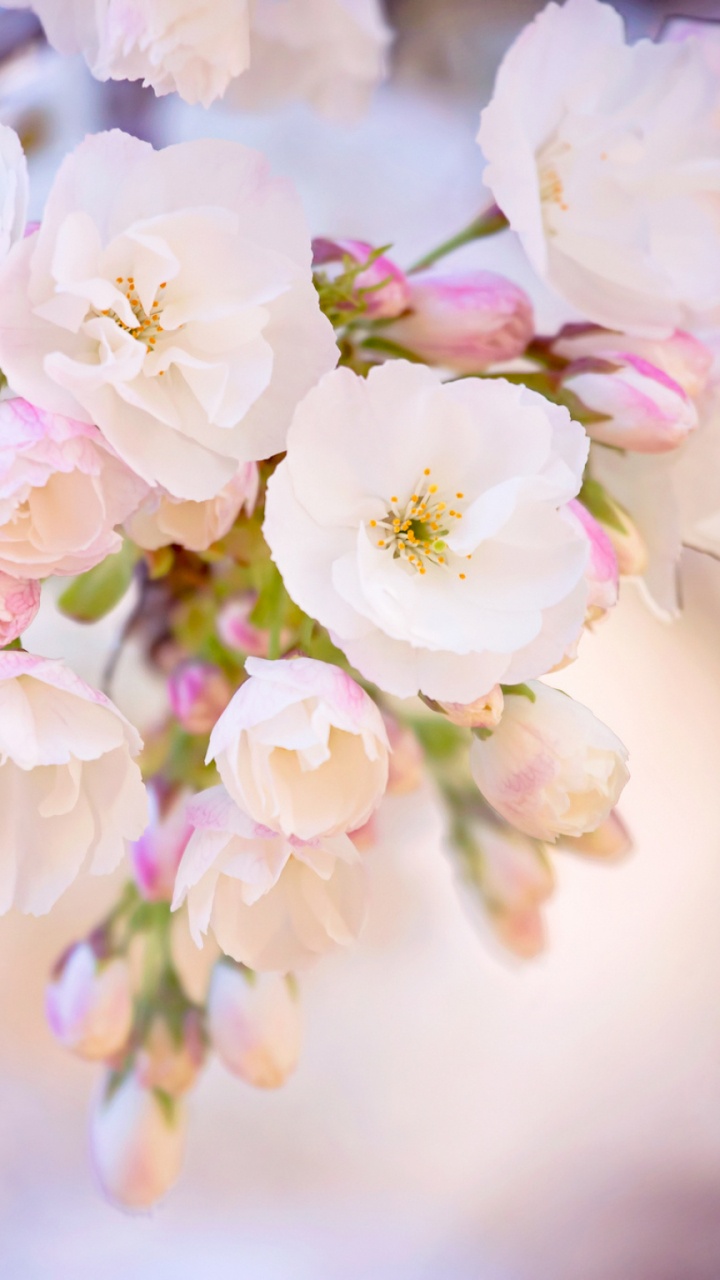 White and Pink Cherry Blossom in Close up Photography. Wallpaper in 720x1280 Resolution
