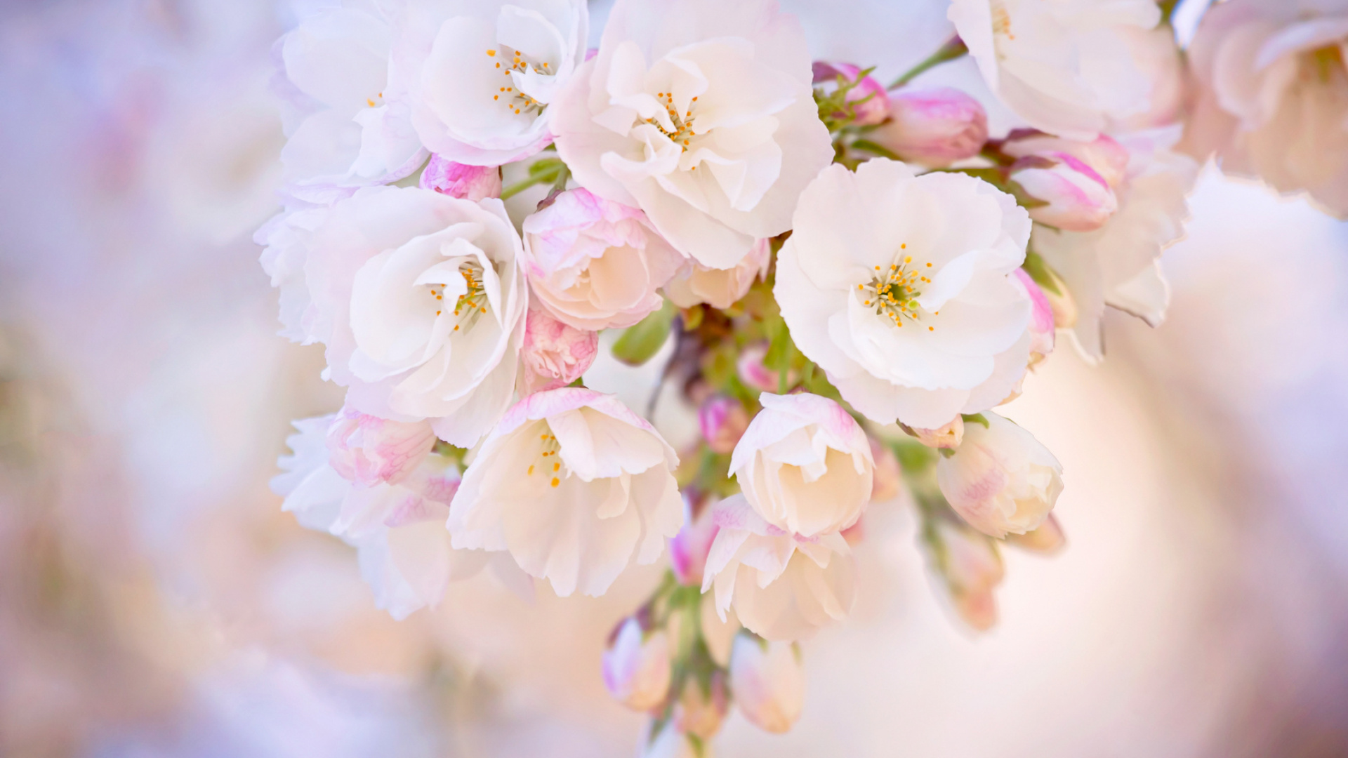 弹簧, 樱花, 粉红色, 开花, 花艺 壁纸 1920x1080 允许