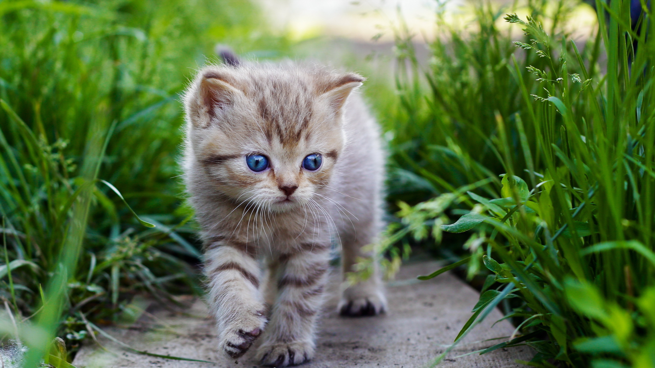 Brown Tabby Kätzchen Auf Grauem Betonboden. Wallpaper in 2560x1440 Resolution