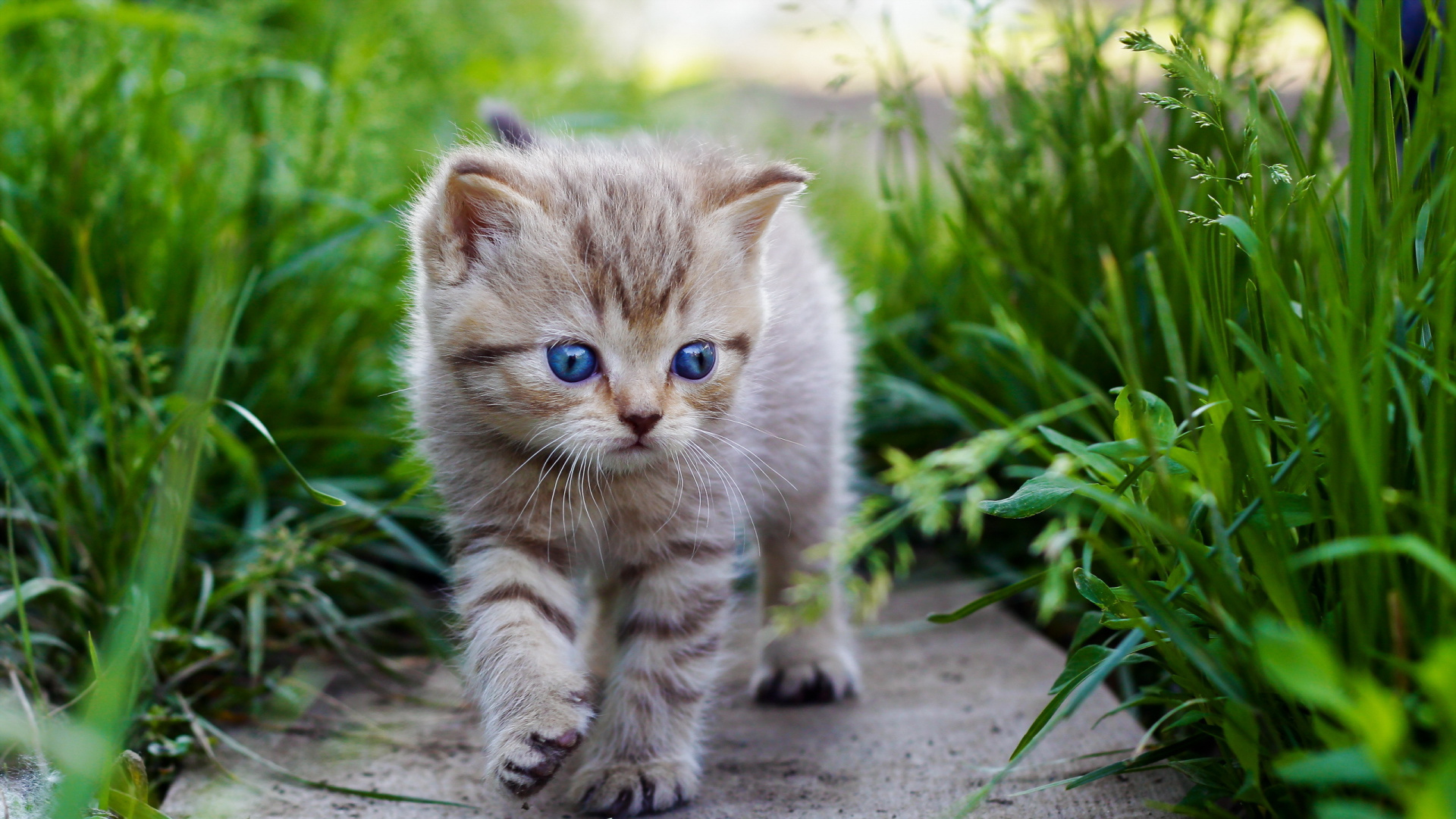 Brown Tabby Kitten on Gray Concrete Floor. Wallpaper in 1920x1080 Resolution